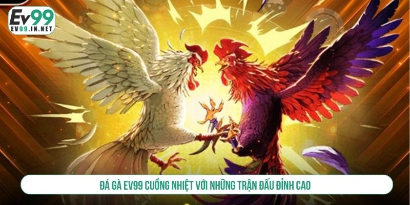 Đá Gà EV99 Cuồng Nhiệt Với Những Trận Đấu Đỉnh Cao đá gà ev99