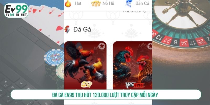 Đá Gà EV99 Cuồng Nhiệt Với Những Trận Đấu Đỉnh Cao Đá gà EV99 thu hút 120.000 lượt truy cập mỗi ngày