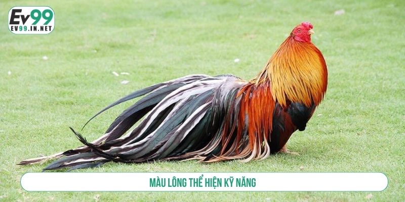 Mẹo Đá Gà EV99 Luôn Thắng - Chinh Phục Mọi Trường Đấu Màu lông thể hiện kỹ năng