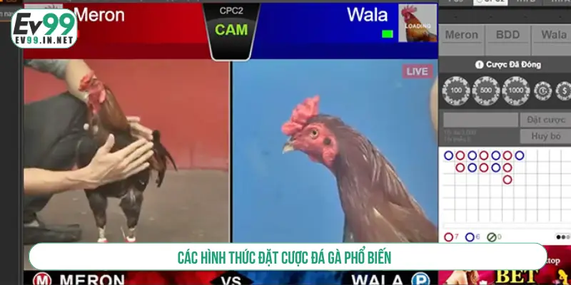 Cách Đặt Cược Đá Gà Và Bí Kíp Thắng Lớn Cho Người Mới Các hình thức đặt cược đá gà phổ biến
