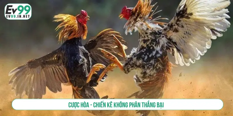 Cách Đặt Cược Đá Gà Và Bí Kíp Thắng Lớn Cho Người Mới Cược hòa - Chiến kê không phân thắng bại